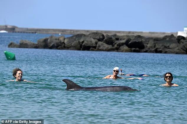 Dolphin delights French beachgoers as it weaves among swimmers - but experts raise safety concerns