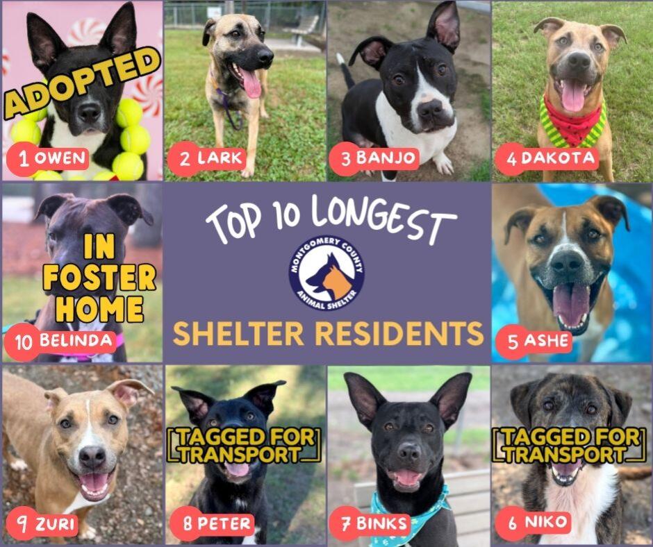 Six Long-Term Dogs Still Await Adoption - NewsBreak