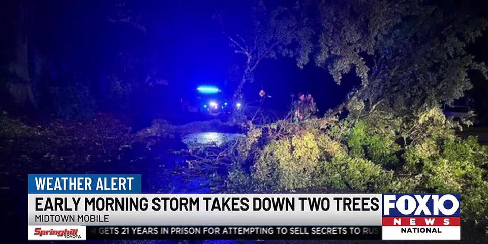 Storms knock down trees in Mobile - NewsBreak