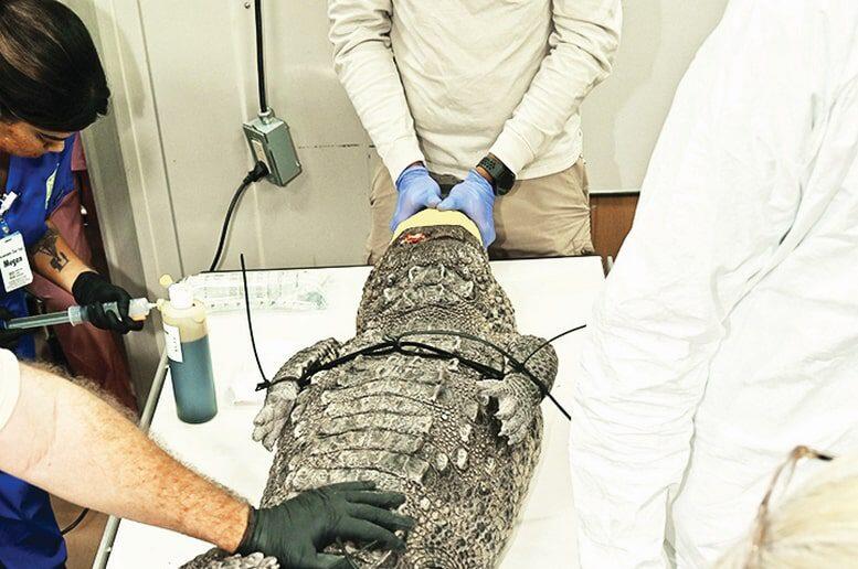 Injured American crocodile treated by Zoo Miami vets - NewsBreak