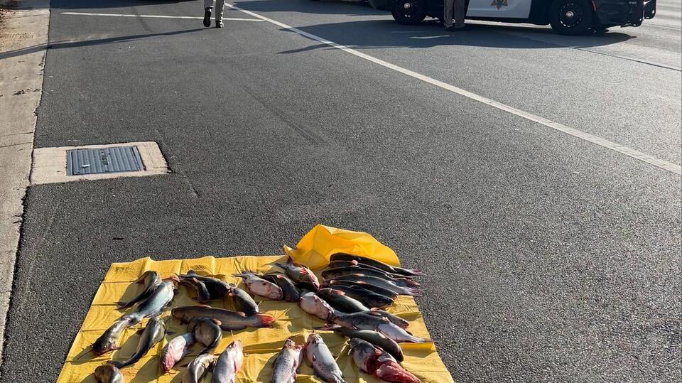 Fish & CHiPs: California Highway Patrol officers wrangle 31 catfish ...