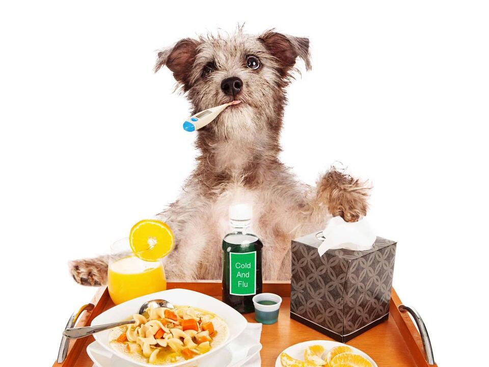 Aspirin Dosage Chart For Dogs Risks, Benefits, And When To Be Worried