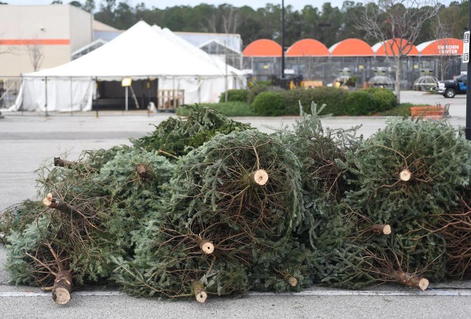 Where to recycle live Christmas trees in the Wilmington area - NewsBreak