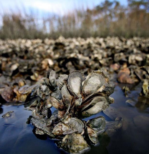 Don't ditch those oyster shells! Here's where to recycle them - NewsBreak