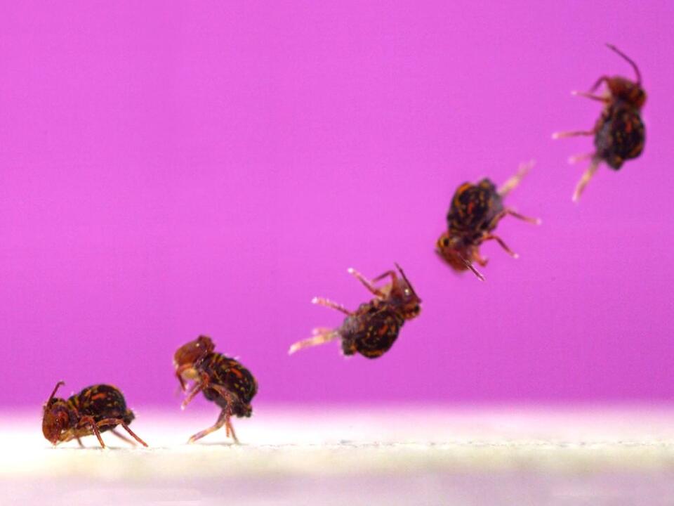 Astonishing Aerials This Tiny Backyard Bug Performs the Fastest