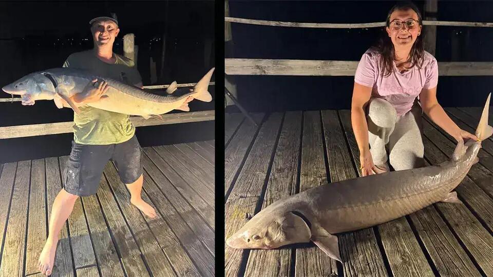 Anglers Are Catching Huge Lake Sturgeon on Earthworms in This Famous River