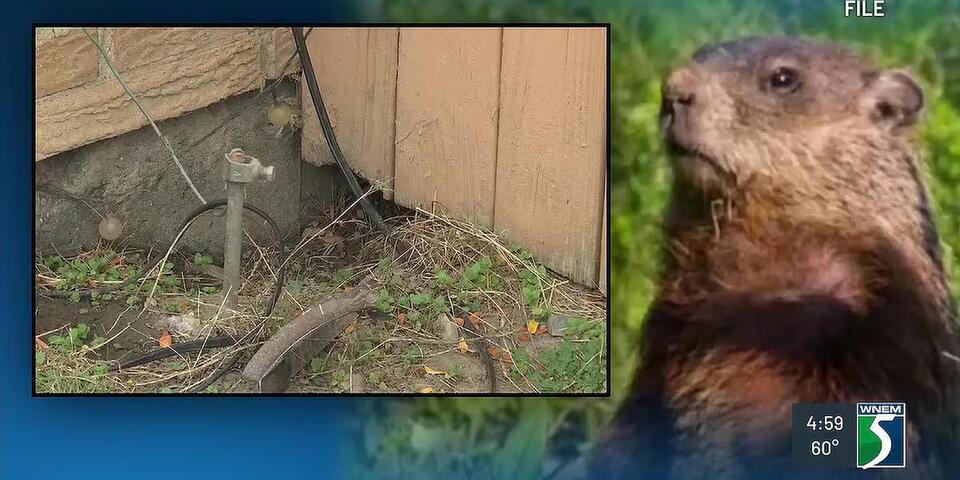 Resident believes Saginaw has a groundhog problem - NewsBreak