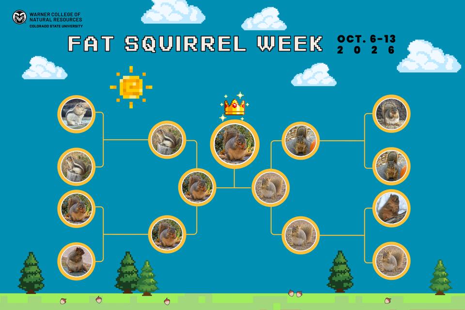 Fat Squirrel Week 2026: Big personalities, bushy tails and the power of ...
