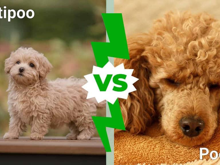 Maltipoo vs. Poodle: 8 Key Differences to Know