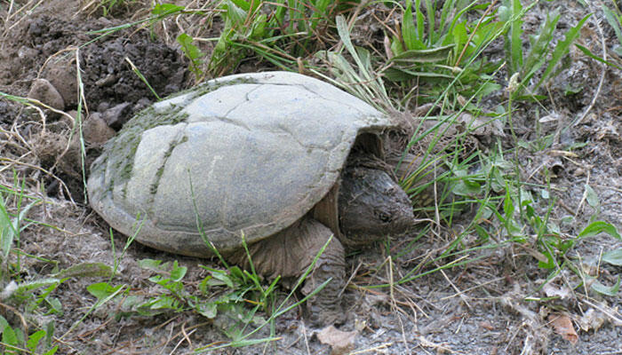 Snapping turtles were everywhere - NewsBreak