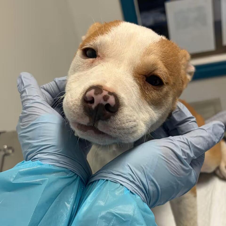 🐶 Playful, Gentle & Loyal Dogs Ready for Adoption in Nashville - NewsBreak