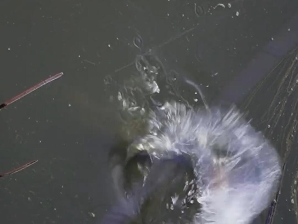 A man knows how to work it! Florida Fishing Summer Bass Floridian