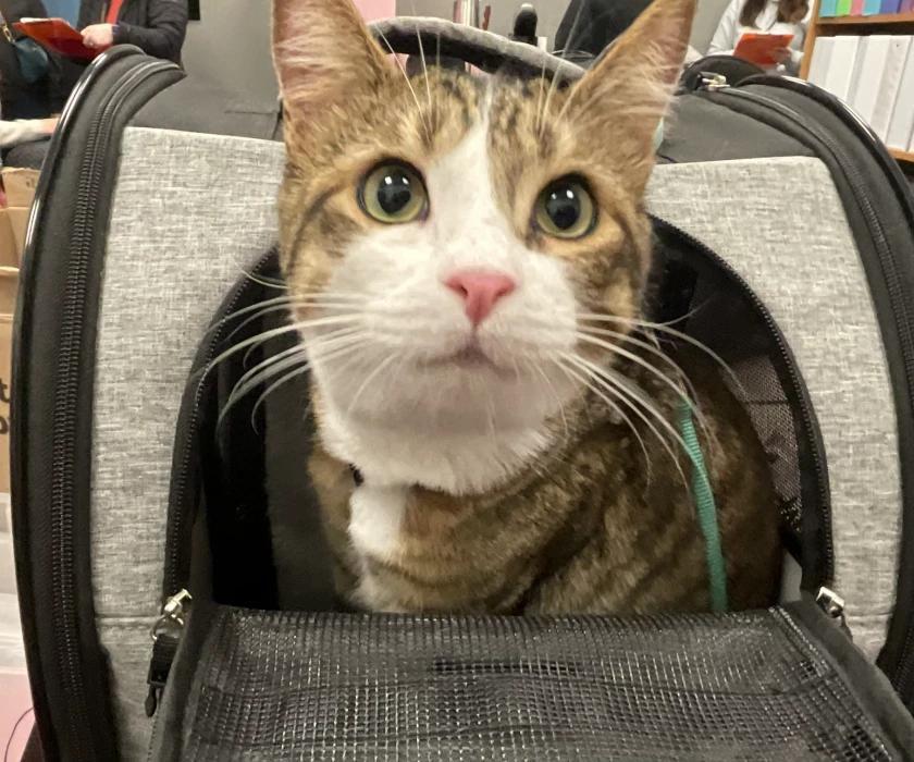 OSU researchers find cat training can get kids with developmental disabilities moving