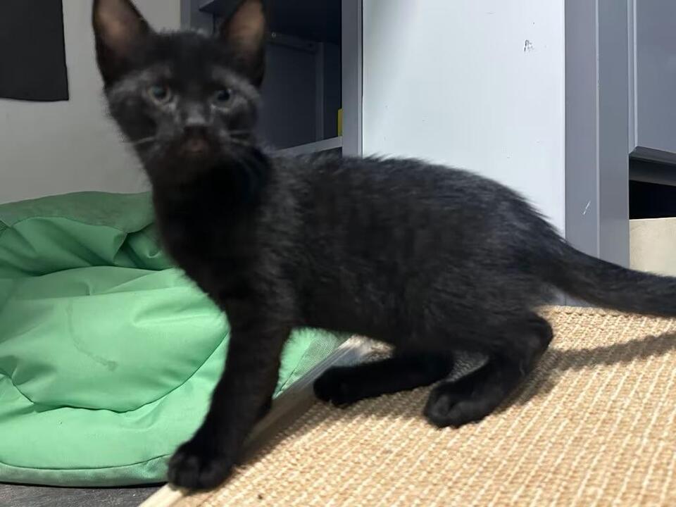 🐱 Sweet Young Cats Waiting for Adoption in Port Richey - NewsBreak