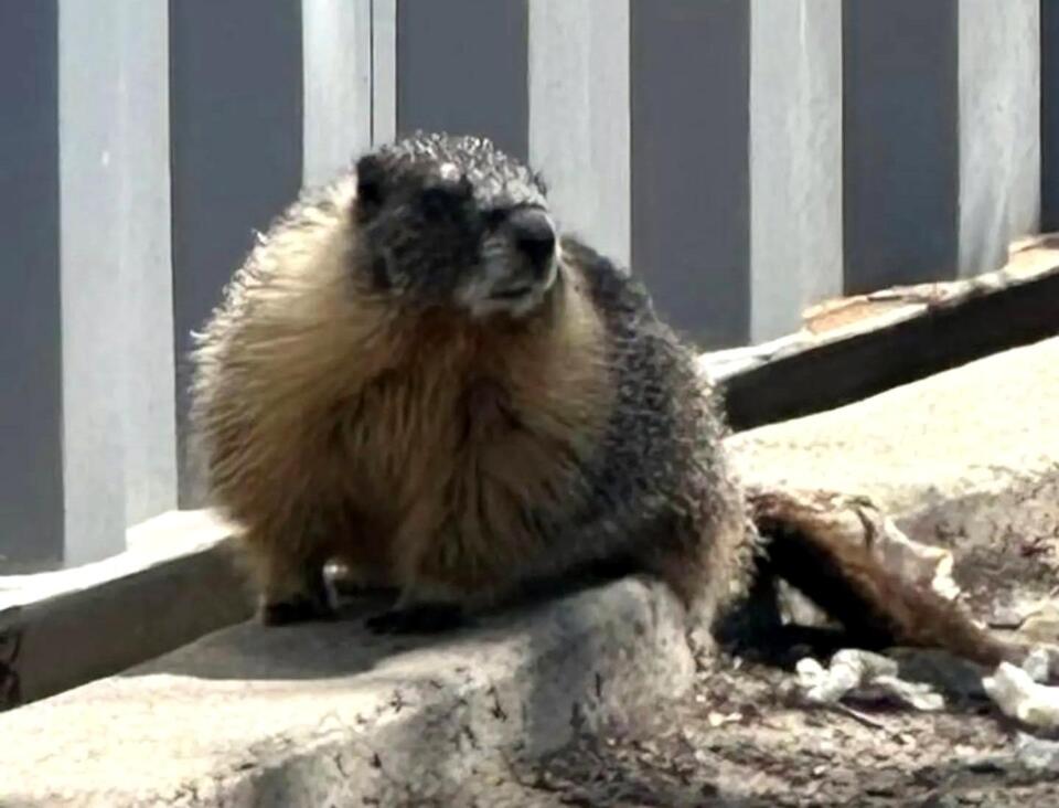 Second mysterious marmot found in Bay Area