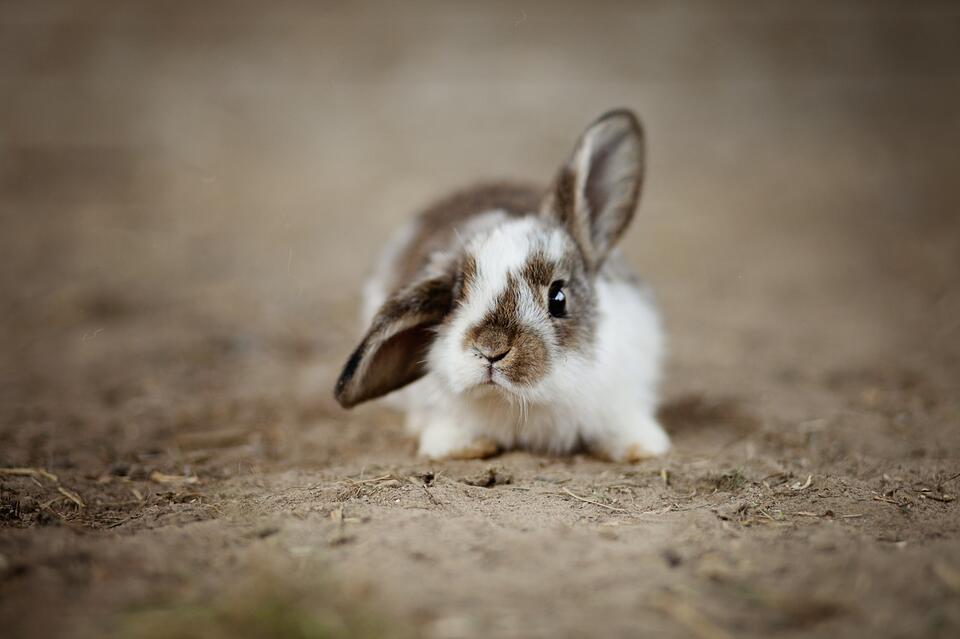 6 Wild Rabbit Species Found in Arizona: Complete Identification Guide ...