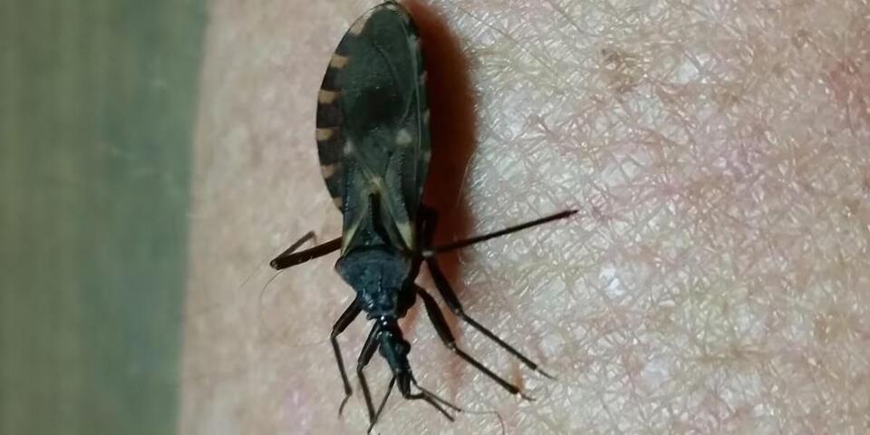 Kissing Bugs in Virginia: Experts warn about rare but serious Chagas ...