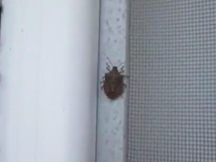 Watch out for stink bugs this time of year, expert explains why