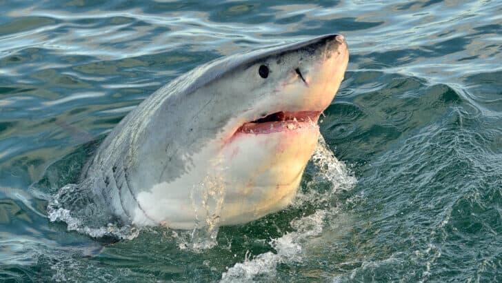 First Ever Great White Shark Spotted in Alabama Waters - NewsBreak