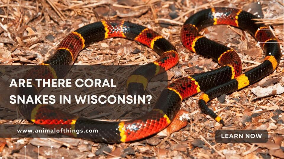 Are There Coral Snakes in Wisconsin? Identify Lookalikes and Stay Safe ...