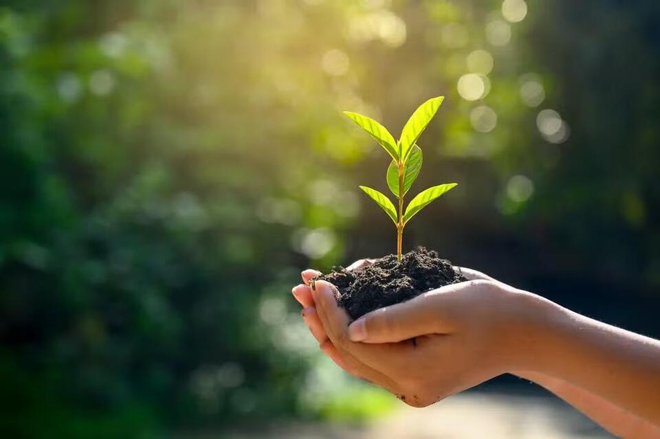 Las Vegas Plans 60,000 New Plants to Expand Tree Canopy and Add Shade ...