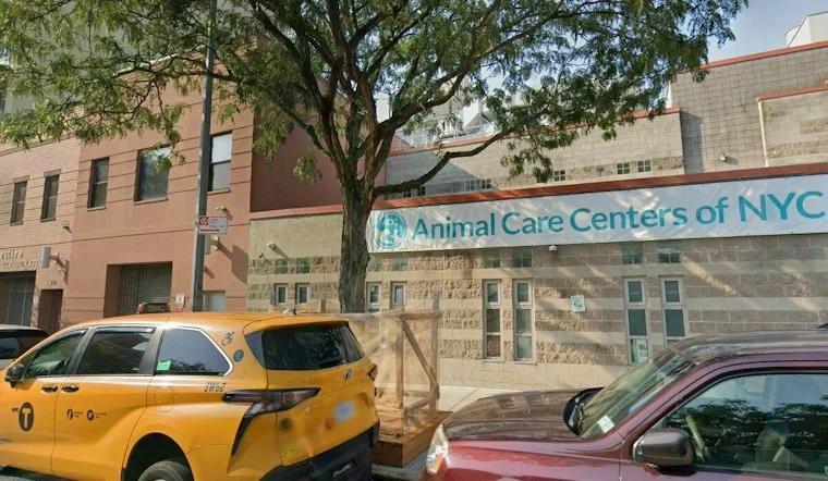 East Harlem's New Bunny Cafe Pairs Lattes With Rabbit Adoptions This ...