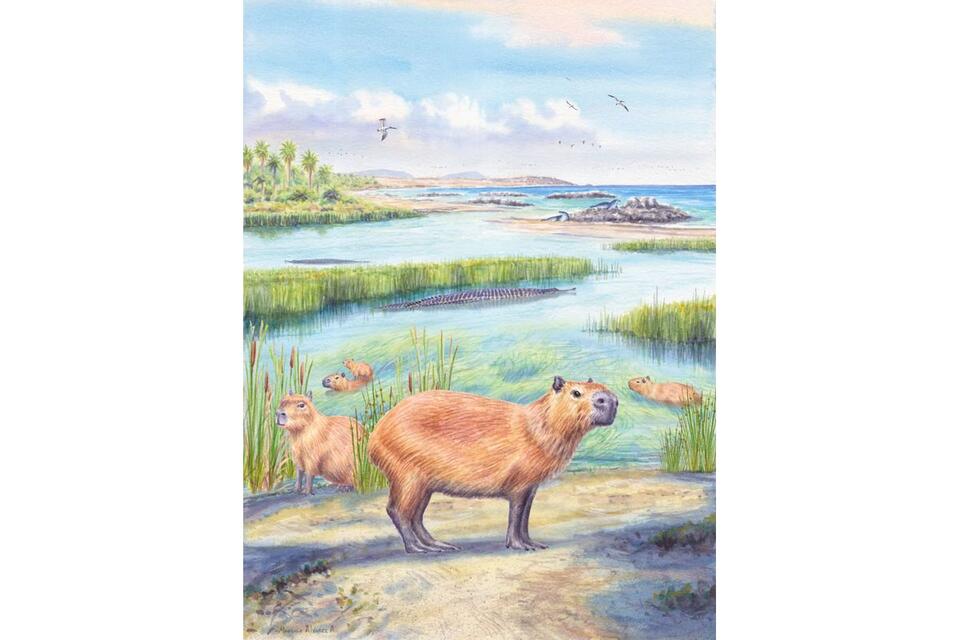 9-Million-Year-Old Capybara Tooth From Chile Hints at Unexpectedly Wet Conditions in the Ancient Atacama Desert