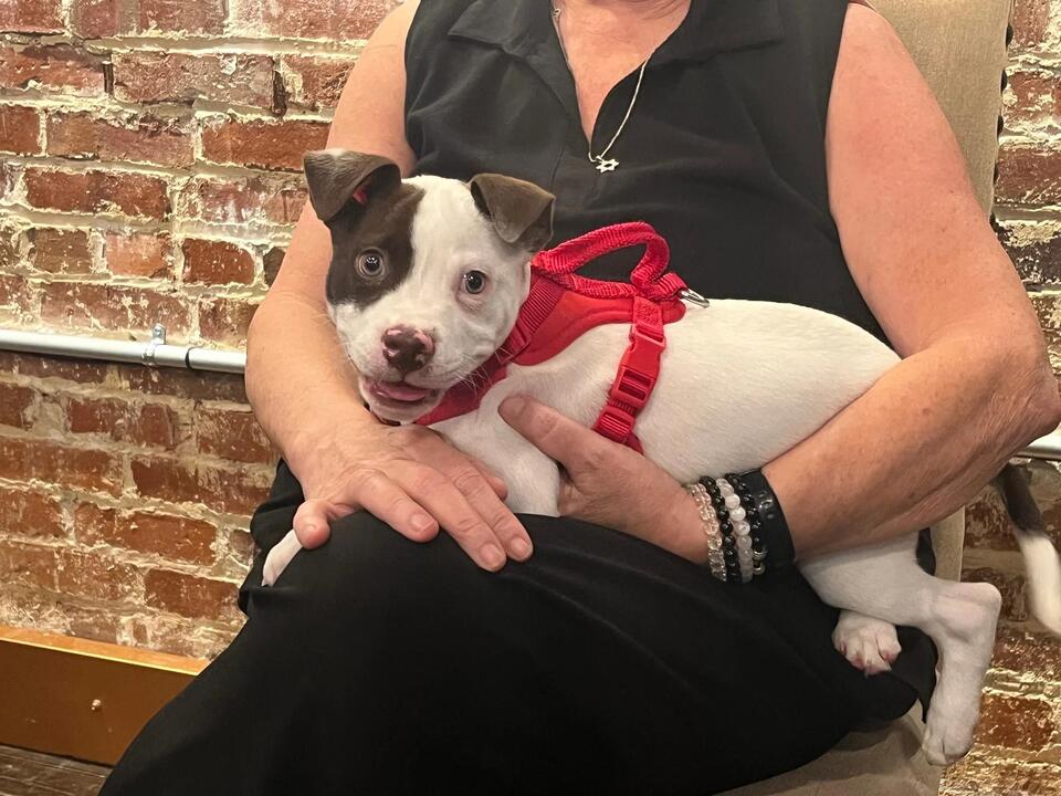 Animal Shelter Society Pet of the Week: Meet Gordon!