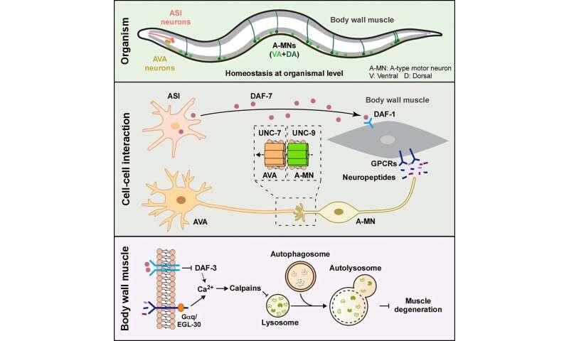 Scientists uncover two neuronal circuits orchestrating muscle autophagy