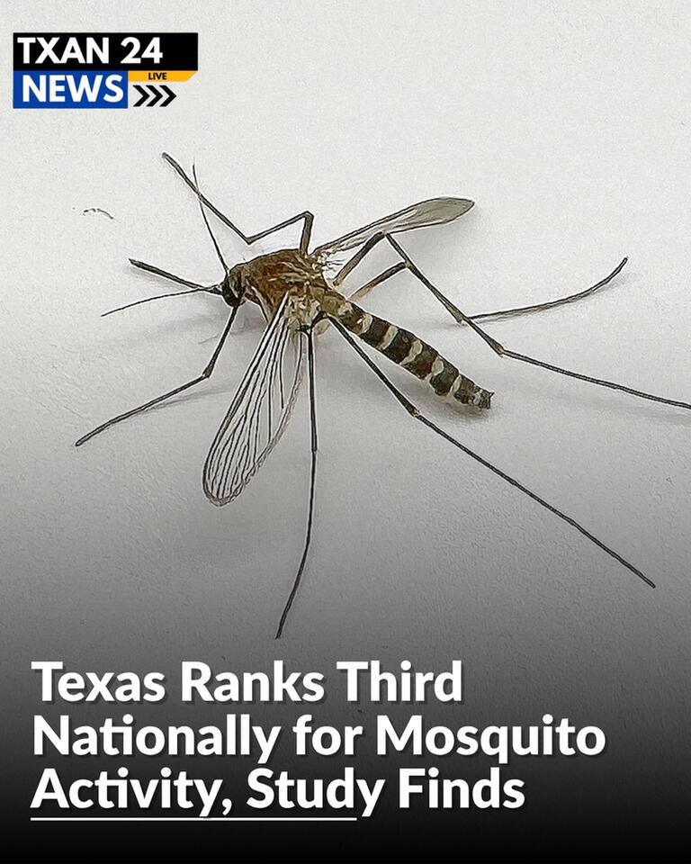 Texas Ranks Third Nationally for Mosquito Activity, Study Finds