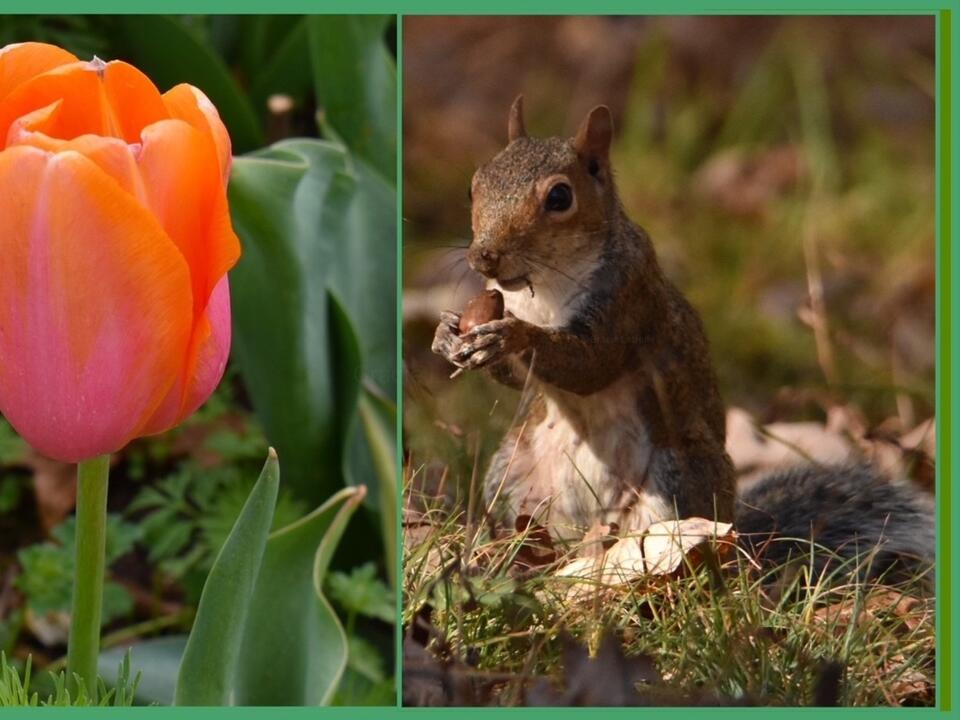 Prevent Squirrels from Eating Your Tulip Bulbs with These Tips