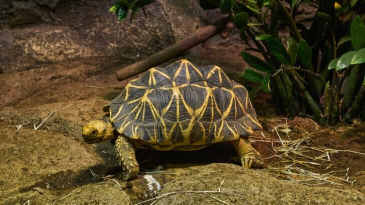 Animals and Wildlife that Start with T