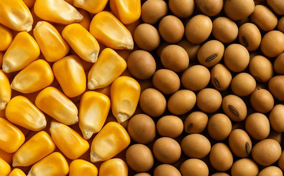Legacy Seeds Corn and Soybean Business Joins GDM’s Mustang Seeds ...