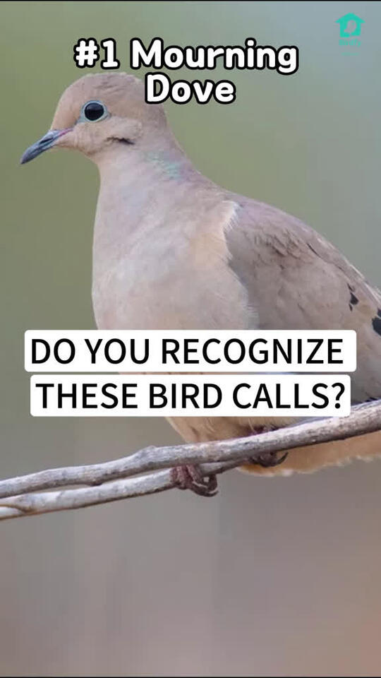 How to Recognize a Bird Call: Expert Tips to Identify Birds Fast