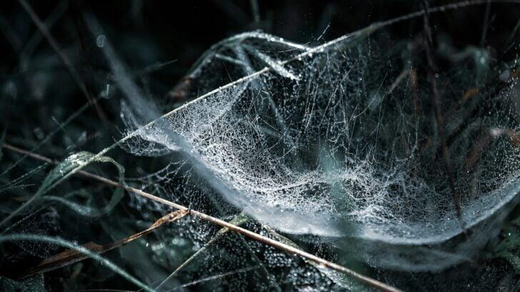 Spider Web Types Explained—Not All Webs Are the Same - NewsBreak