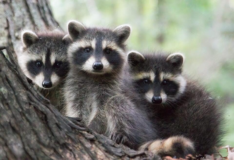 Raccoons Are Quietly Evolving In Our Cities And It Says A Lot About Us ...