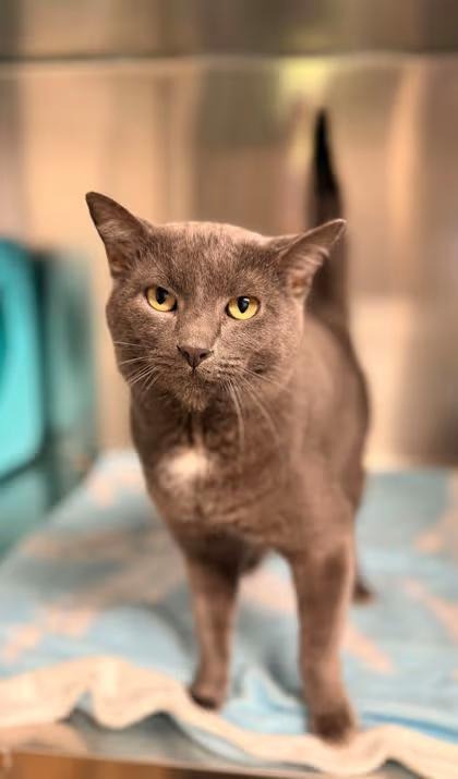 🐱 Sweet Lebanon Cats Ready for Adoption Into Loving Homes - NewsBreak