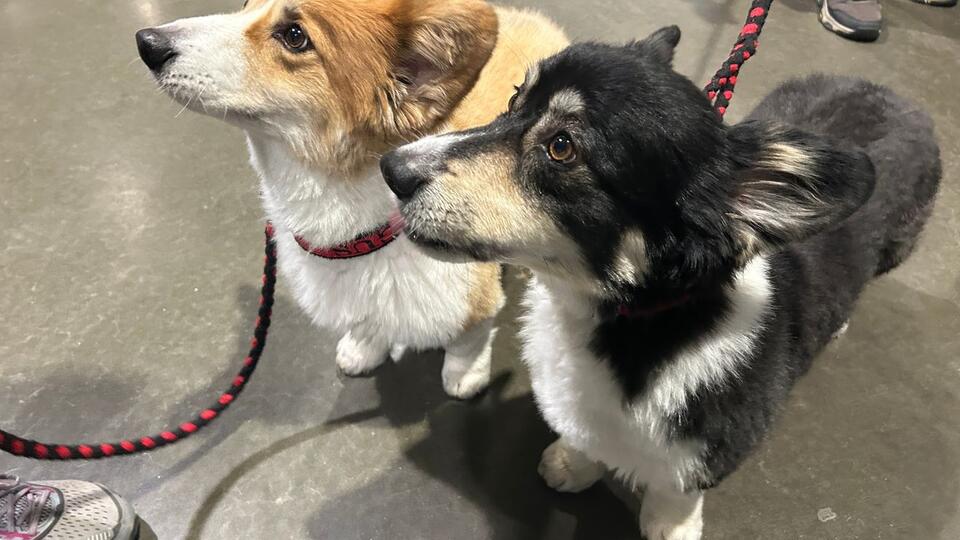 Top dogs gather at Portland Expo Center for 2025 Rose City Classic dog