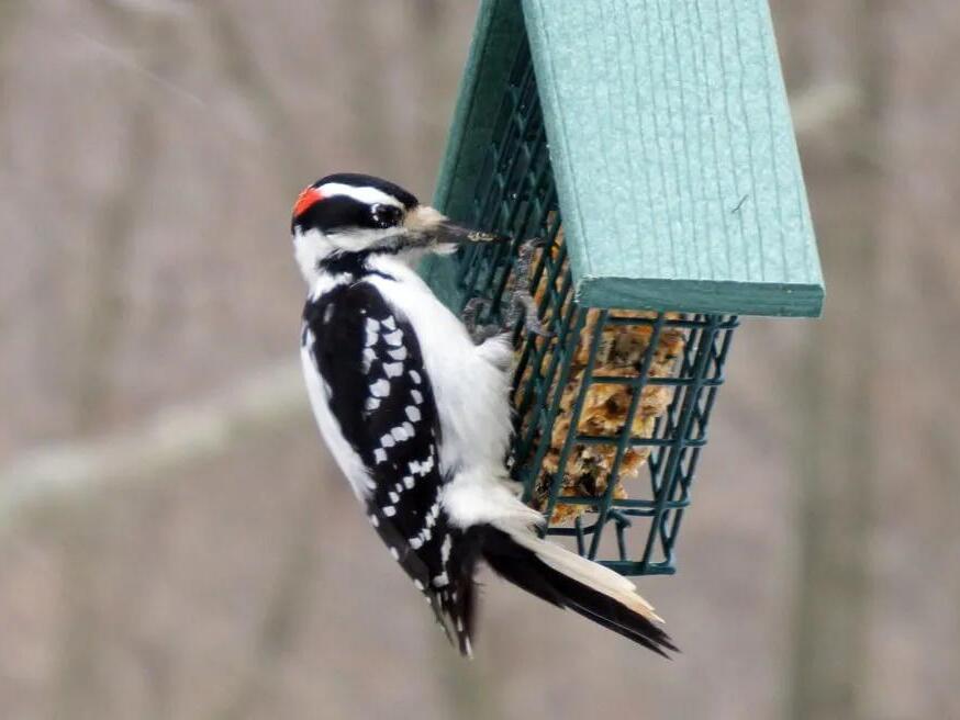 How to identify woodpeckers by the sounds they make