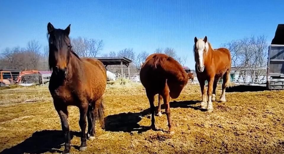 Horse Speak & “Being Herd” 2Day Clinic Jan 1819, 2025 Oregon City