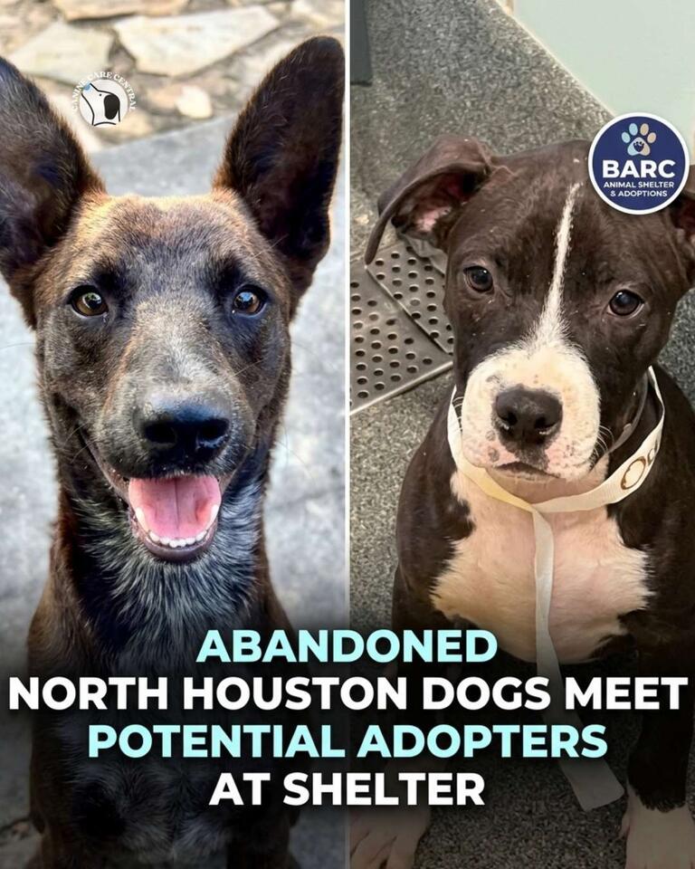 Abandoned North Houston Dogs Meet Potential Adopters at BARC Animal ...