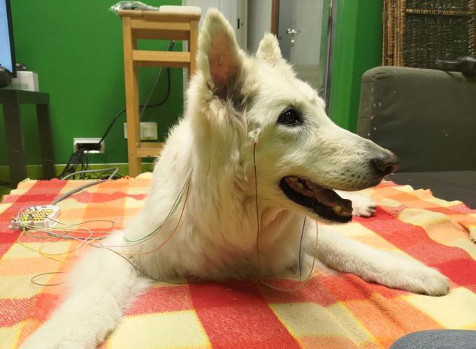New study suggests dogs use surprising method to understand human ...