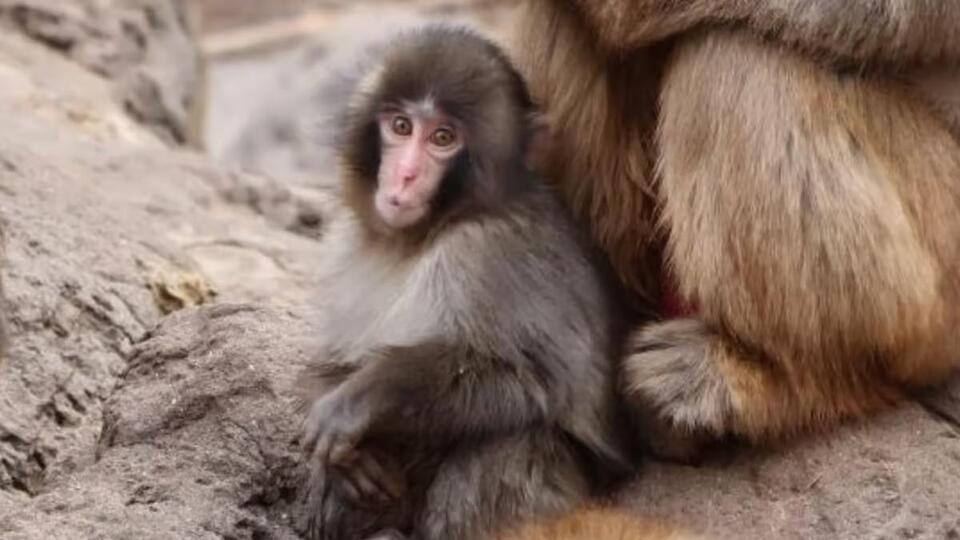 Punch the baby monkey now has a “bodyguard” after viral zoo drama ...