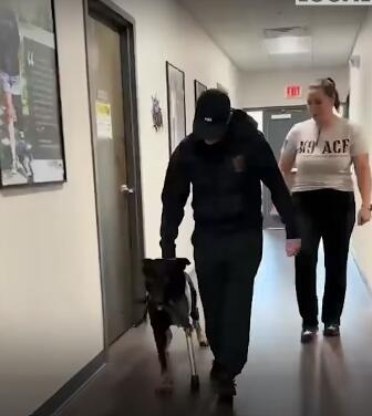 Polk County K9 Ace critically wounded protecting human deputies gets ...