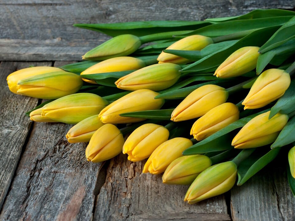 How to care for tulips in a vase and prevent them from drooping