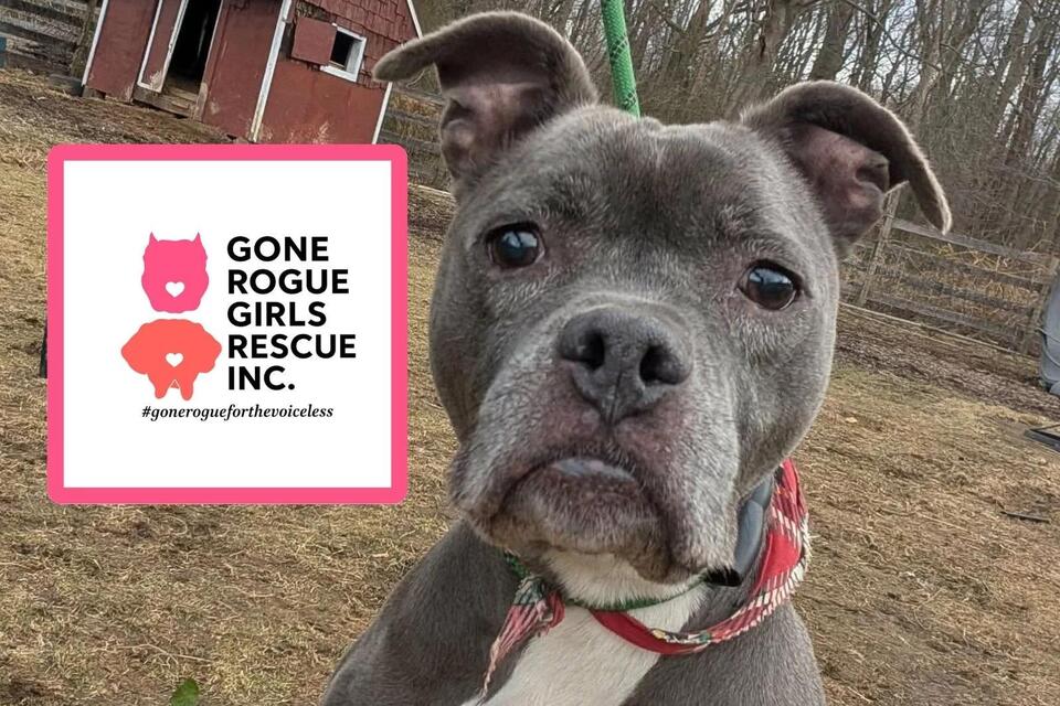 Flood wipes out lifesaving supplies for S. Jersey dog rescue - NewsBreak