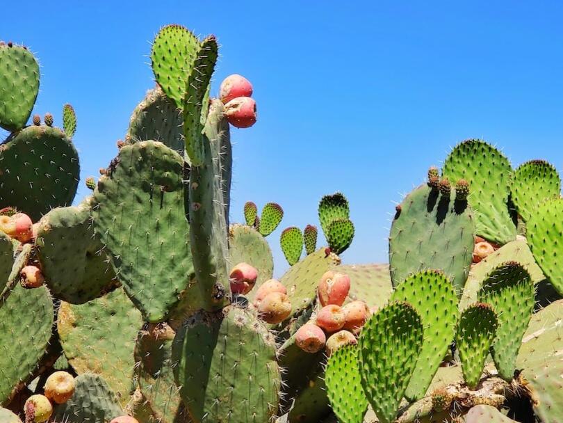 The Gadsden Purchase A 10 Million "Yard Sale" That Shaped the Southwest