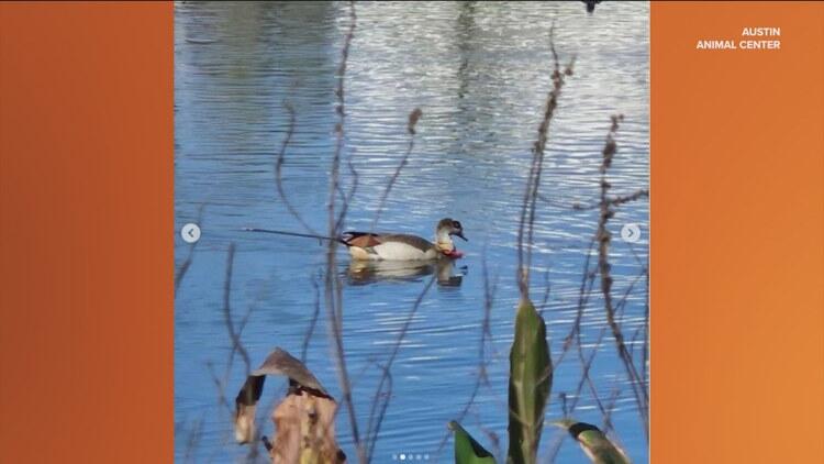 Goose recovers after getting shot by arrow in Austin