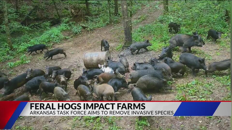 Almost 500 feral hogs eradicated in Northwest Arkansas - NewsBreak