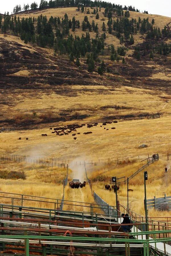 Caring for the herd and the land: Annual bison gathering and prescribed ...